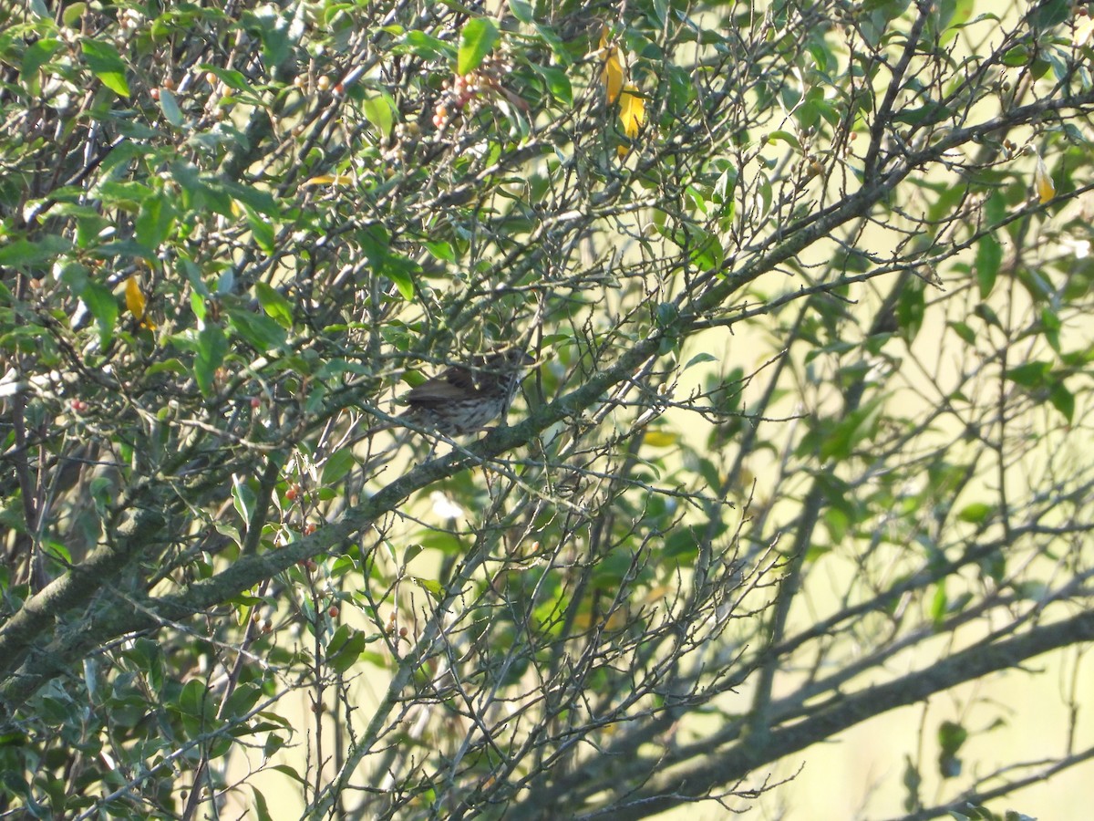 Song Sparrow - ML256336031