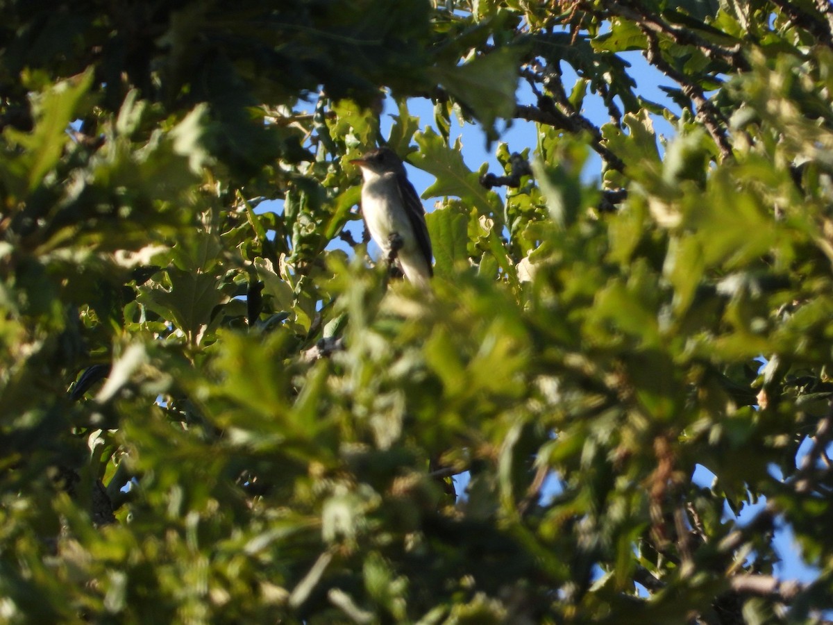 Eastern Wood-Pewee - ML256336141