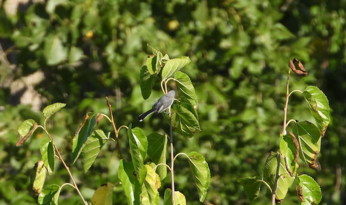 Blue-gray Gnatcatcher - ML256336171