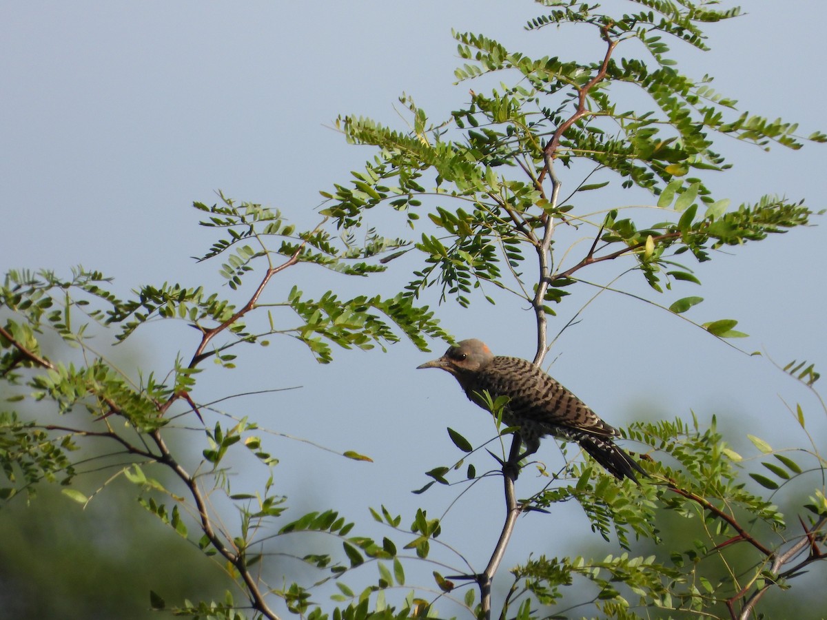 Northern Flicker - ML256336221