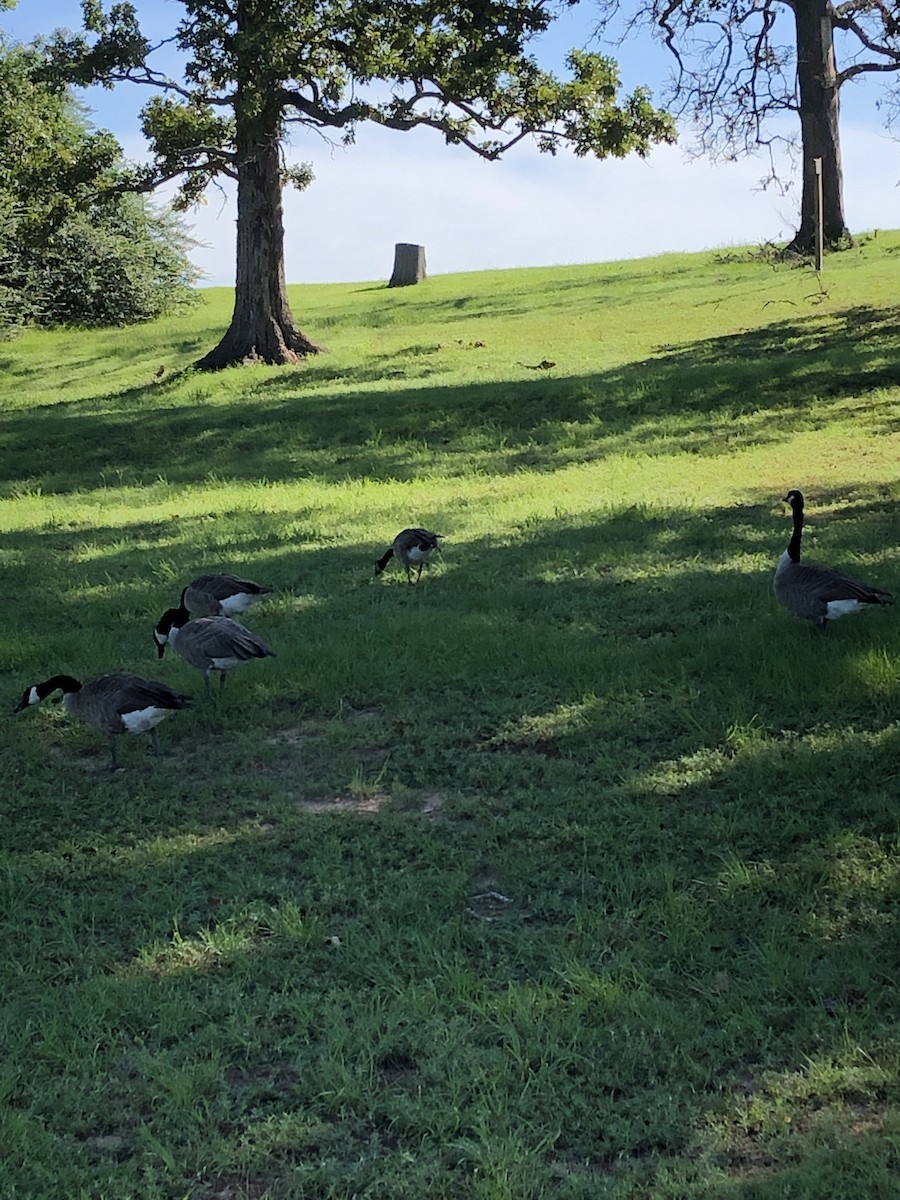 Canada Goose - ML256336781