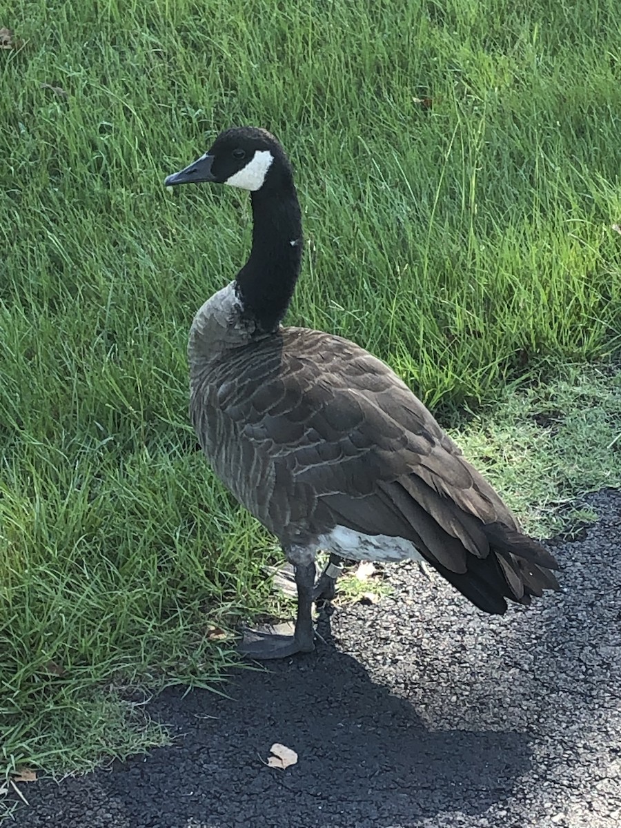 Canada Goose - Gunner Labyer