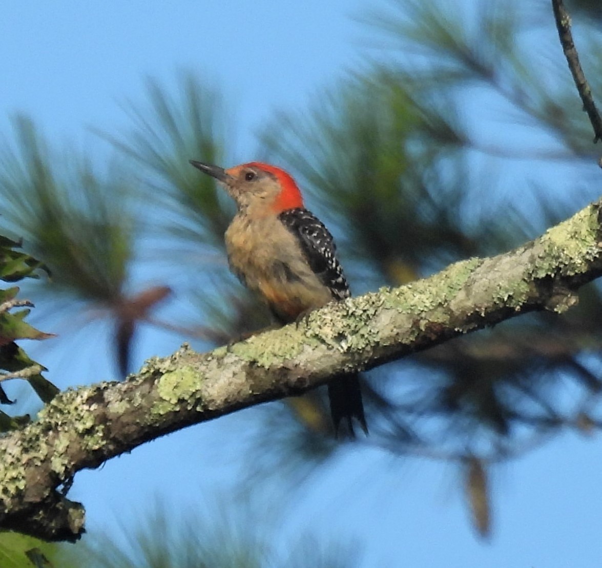 Red-bellied Woodpecker - ML256337431
