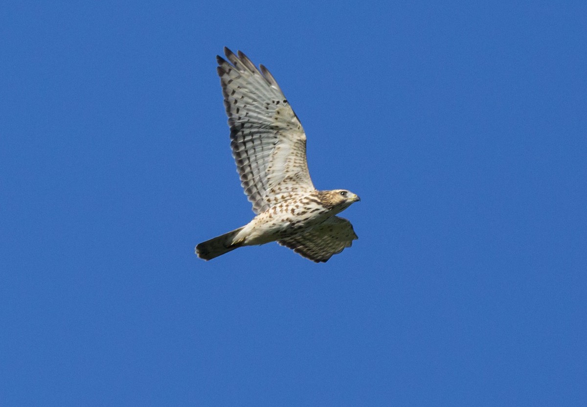 Broad-winged Hawk - ML256337861