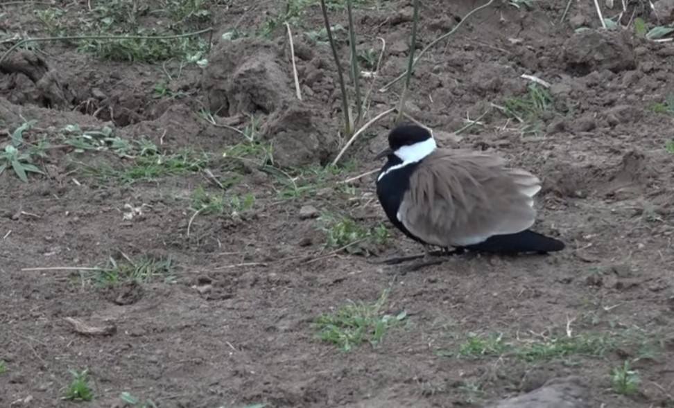Spur-winged Lapwing - ML256339471
