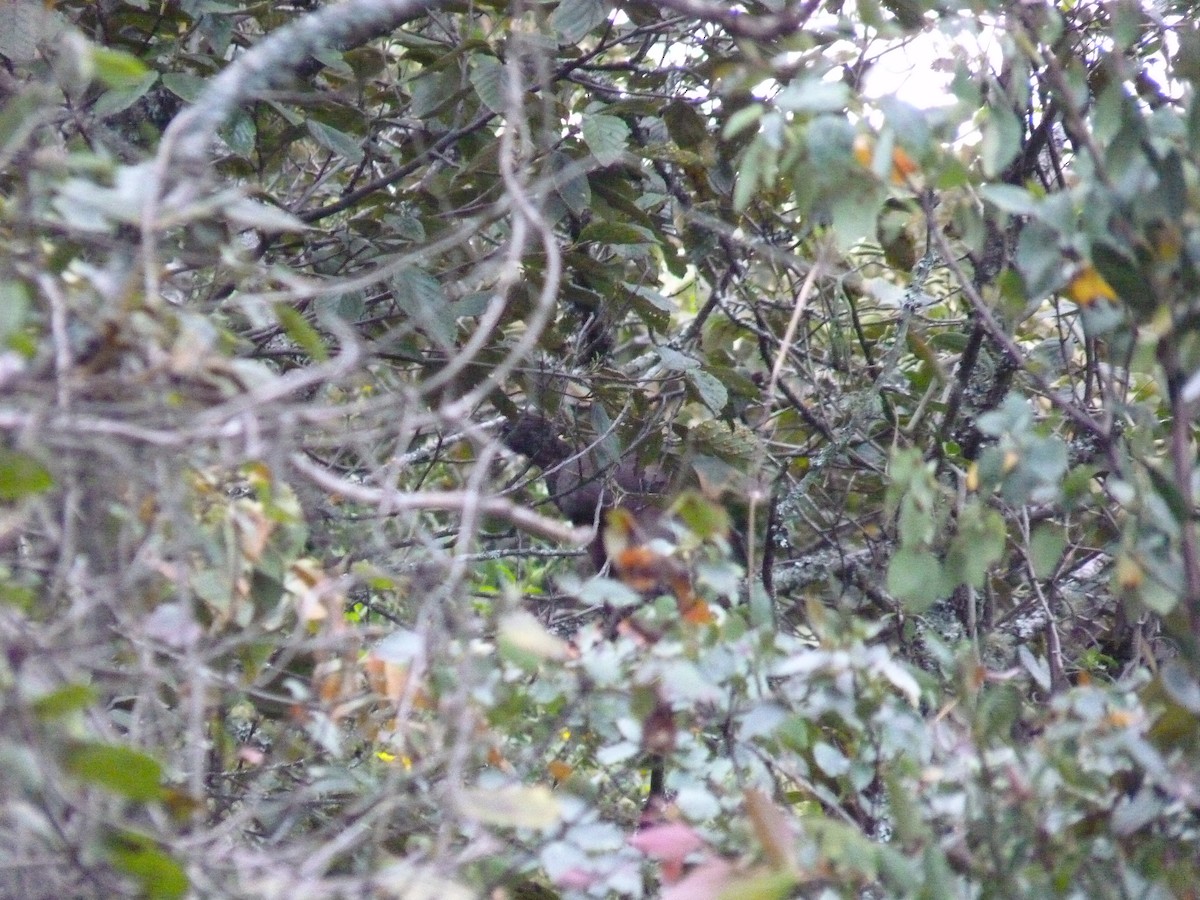 Andean Guan - ML256339811