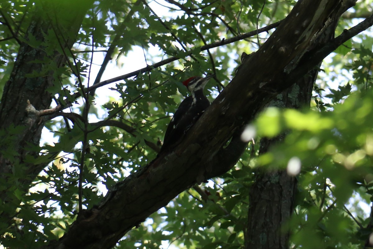 Pileated Woodpecker - ML256340011