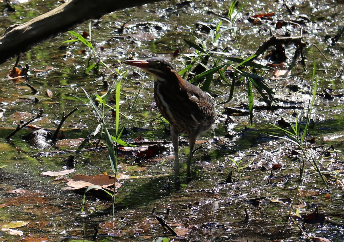 Green Heron - ML256340091