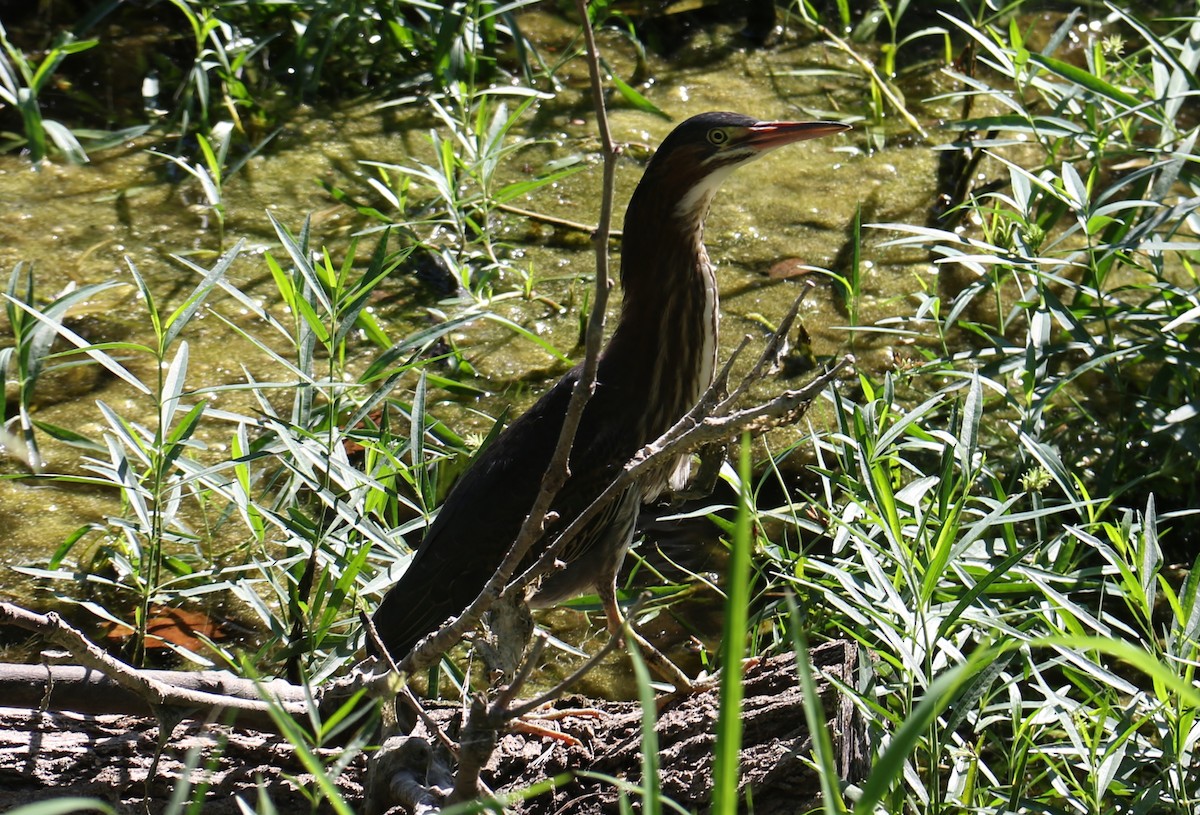 Green Heron - ML256340101