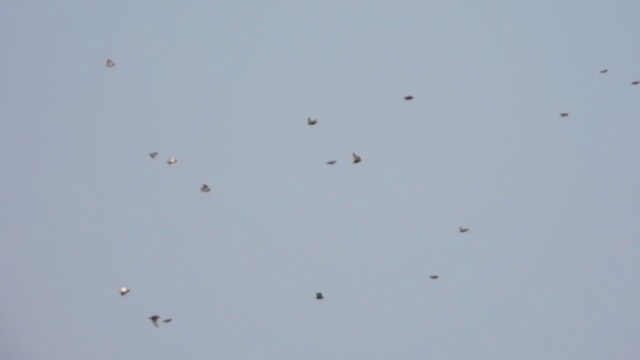 Quailfinch - ML256340331