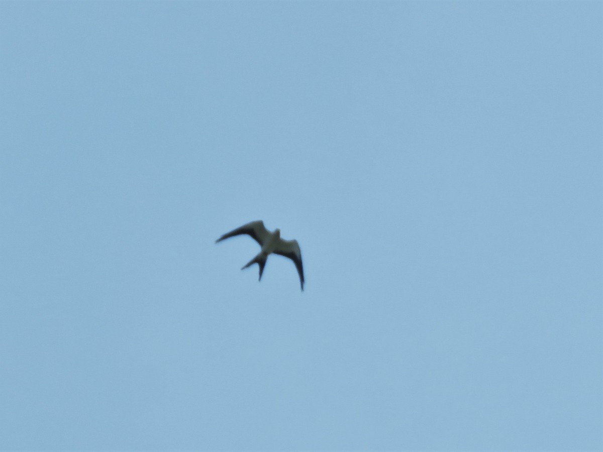 Swallow-tailed Kite - ML256341061