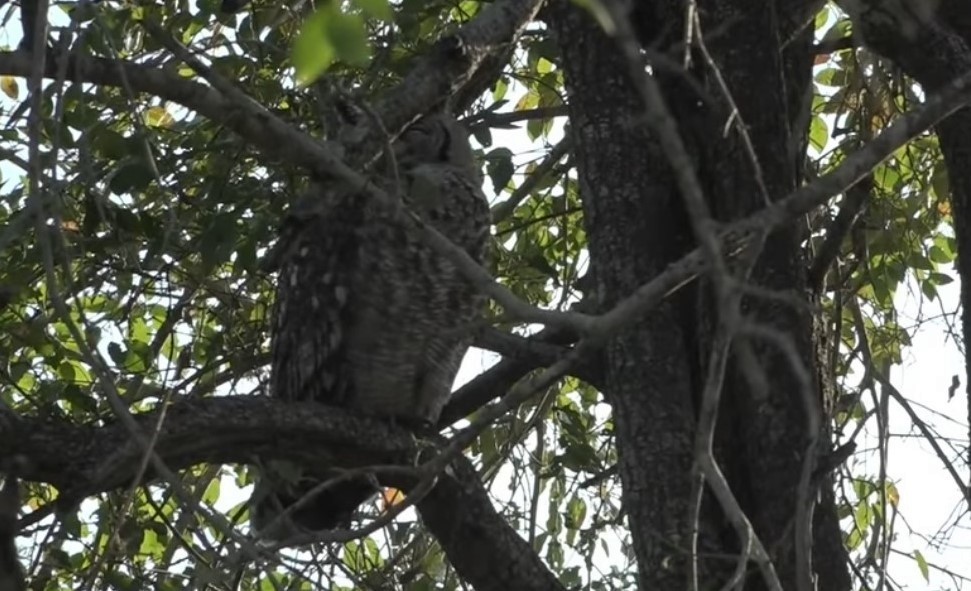 Spotted Eagle-Owl - ML256341241