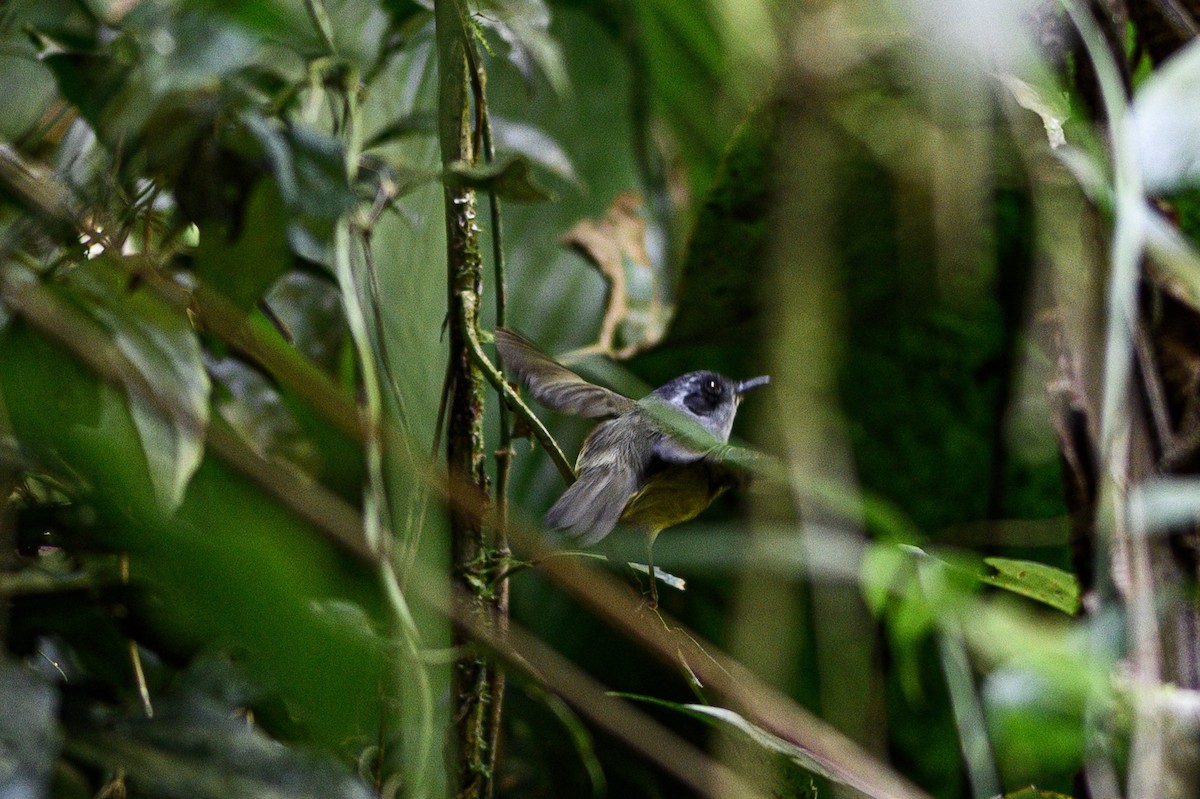 Plain Antvireo - ML256341581