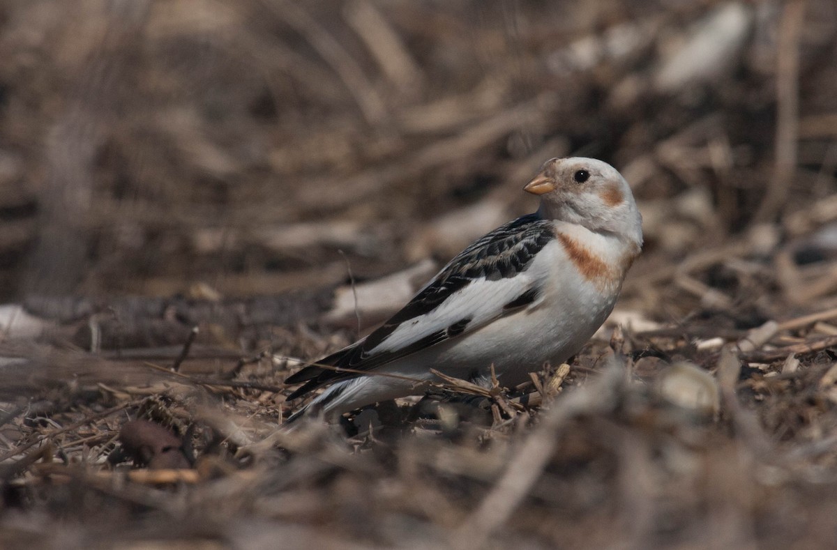 Snow Bunting - Marshall Iliff