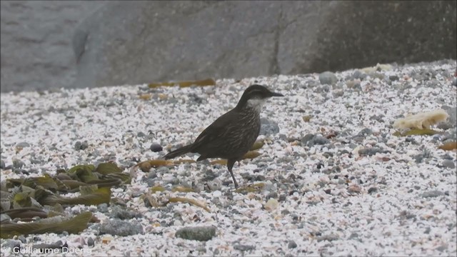 fjærebergkall - ML256342911