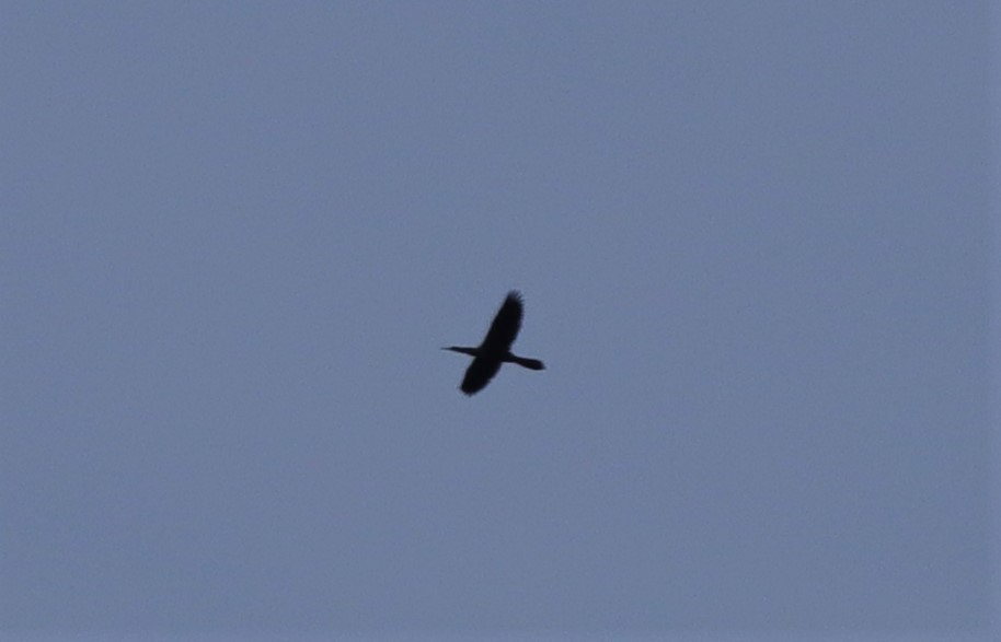 Anhinga - ML256343081