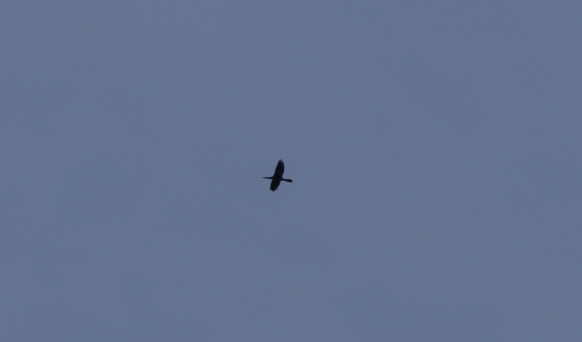 Anhinga - ML256343091