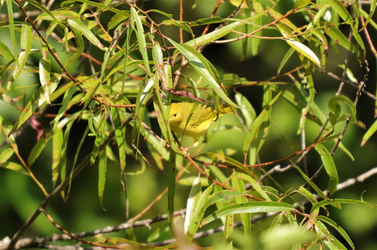 Yellow Warbler - ML256343771