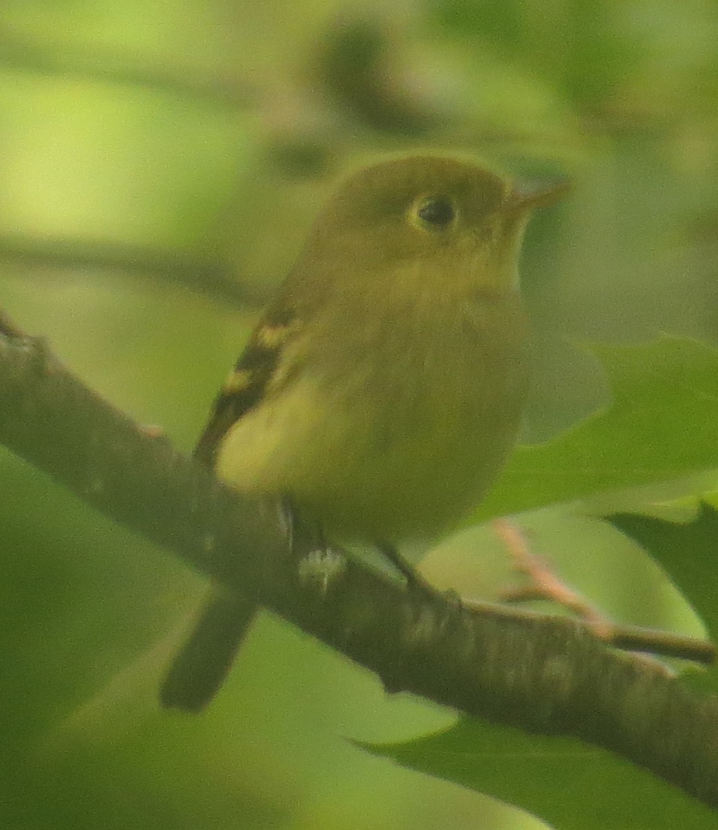 Yellow-bellied Flycatcher - ML256345391