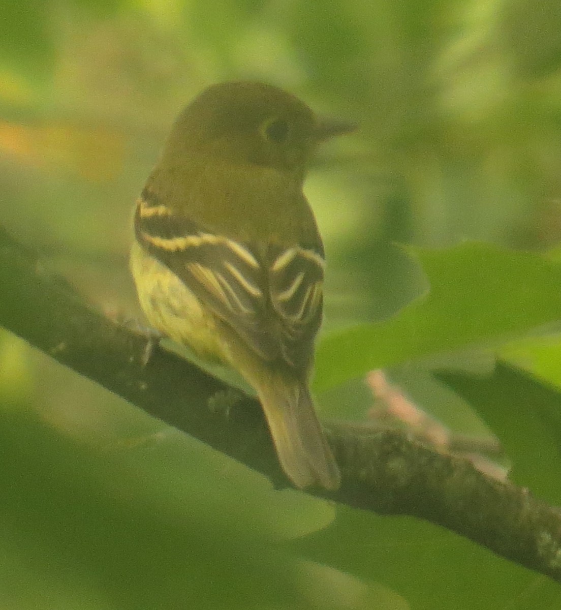 Yellow-bellied Flycatcher - Amy Lawes