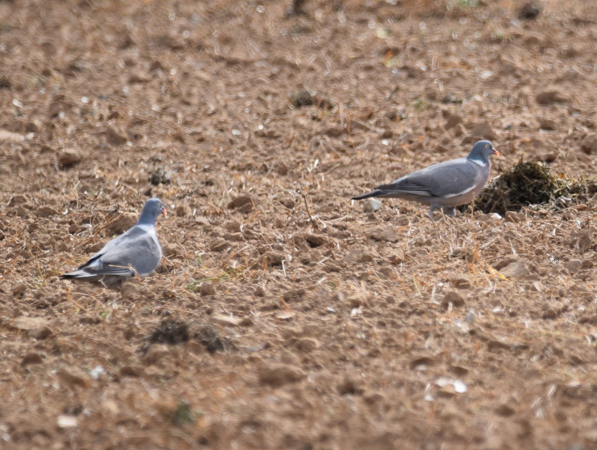 Common Wood-Pigeon (White-necked) - ML256345621