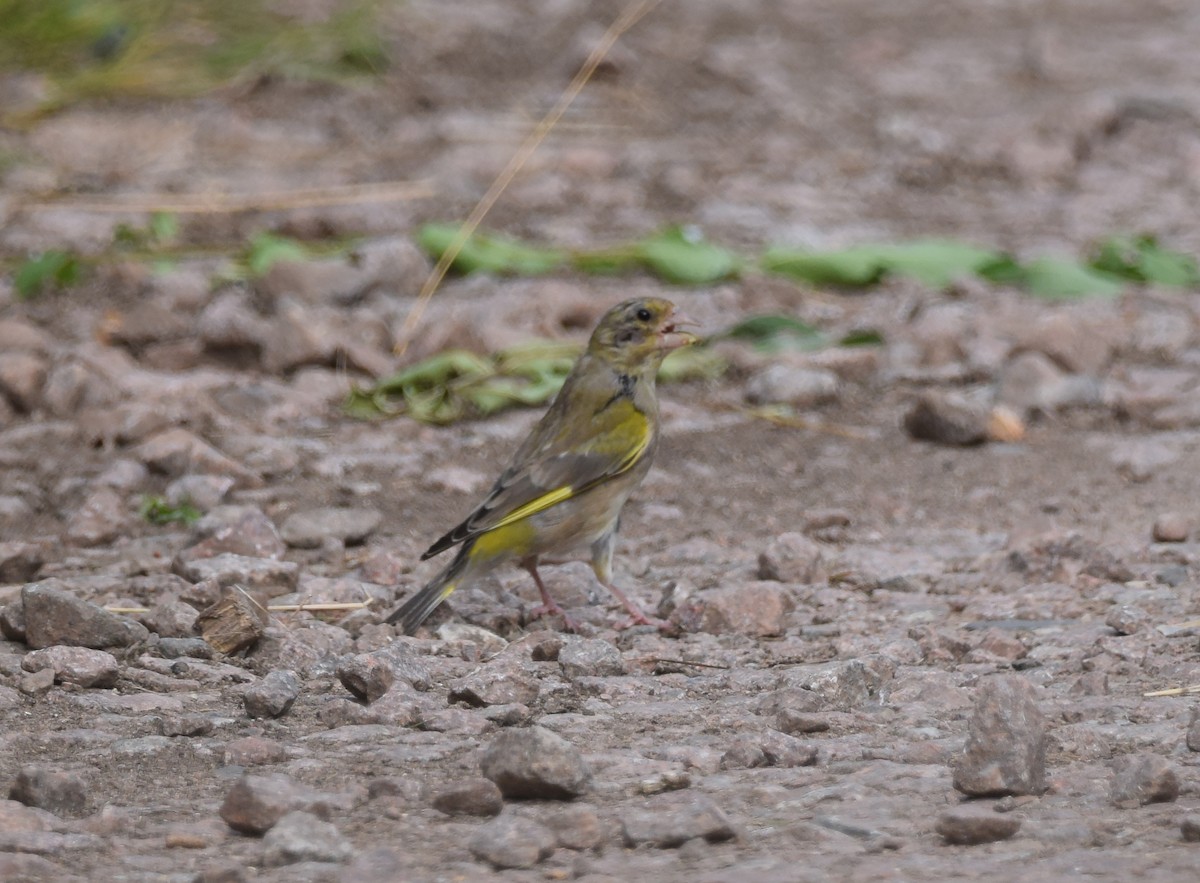 European Greenfinch - A Emmerson