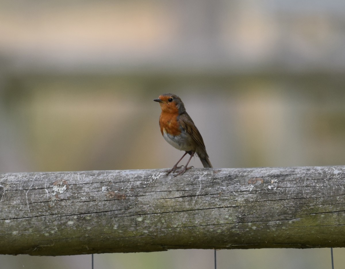 European Robin - ML256345691