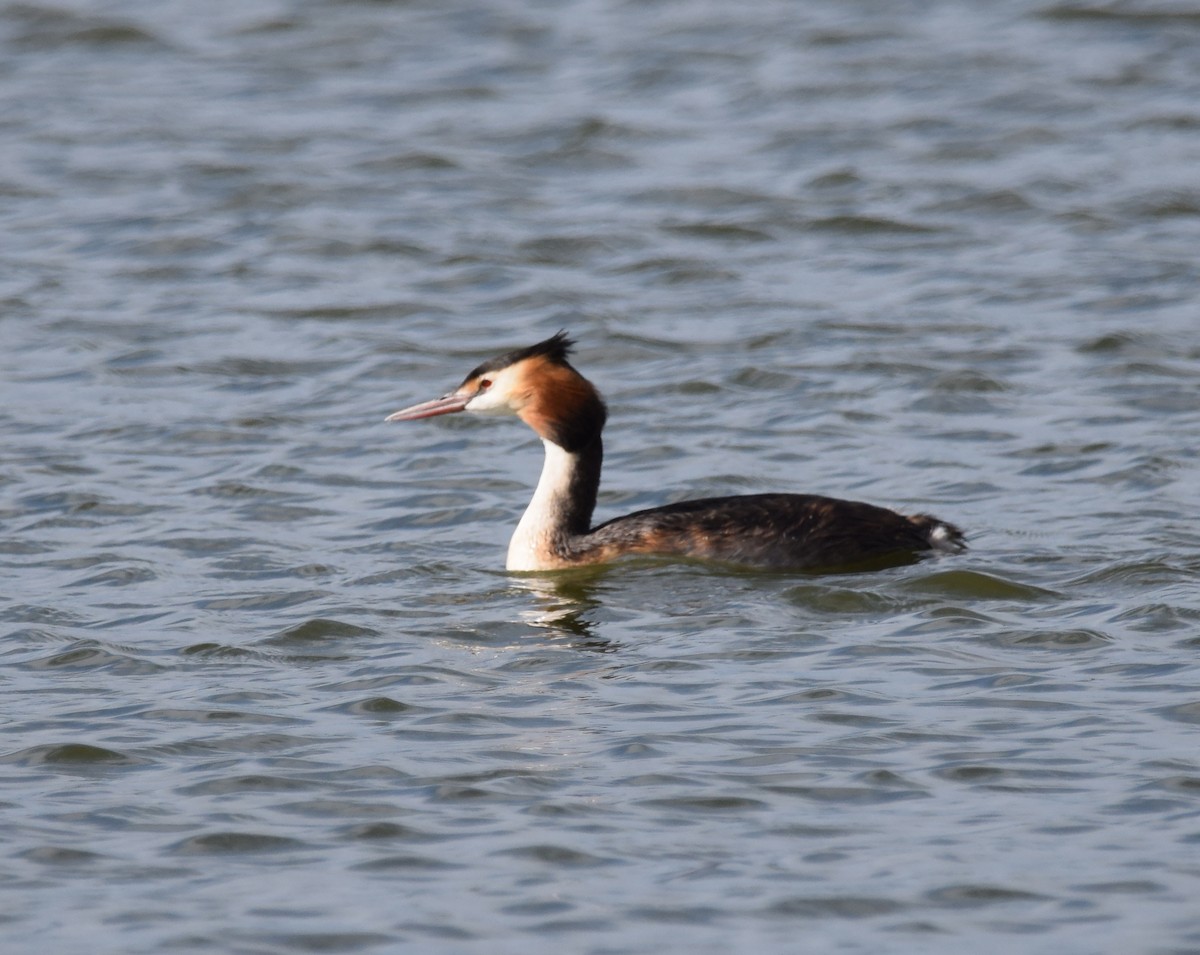 Great Crested Grebe - ML256345721