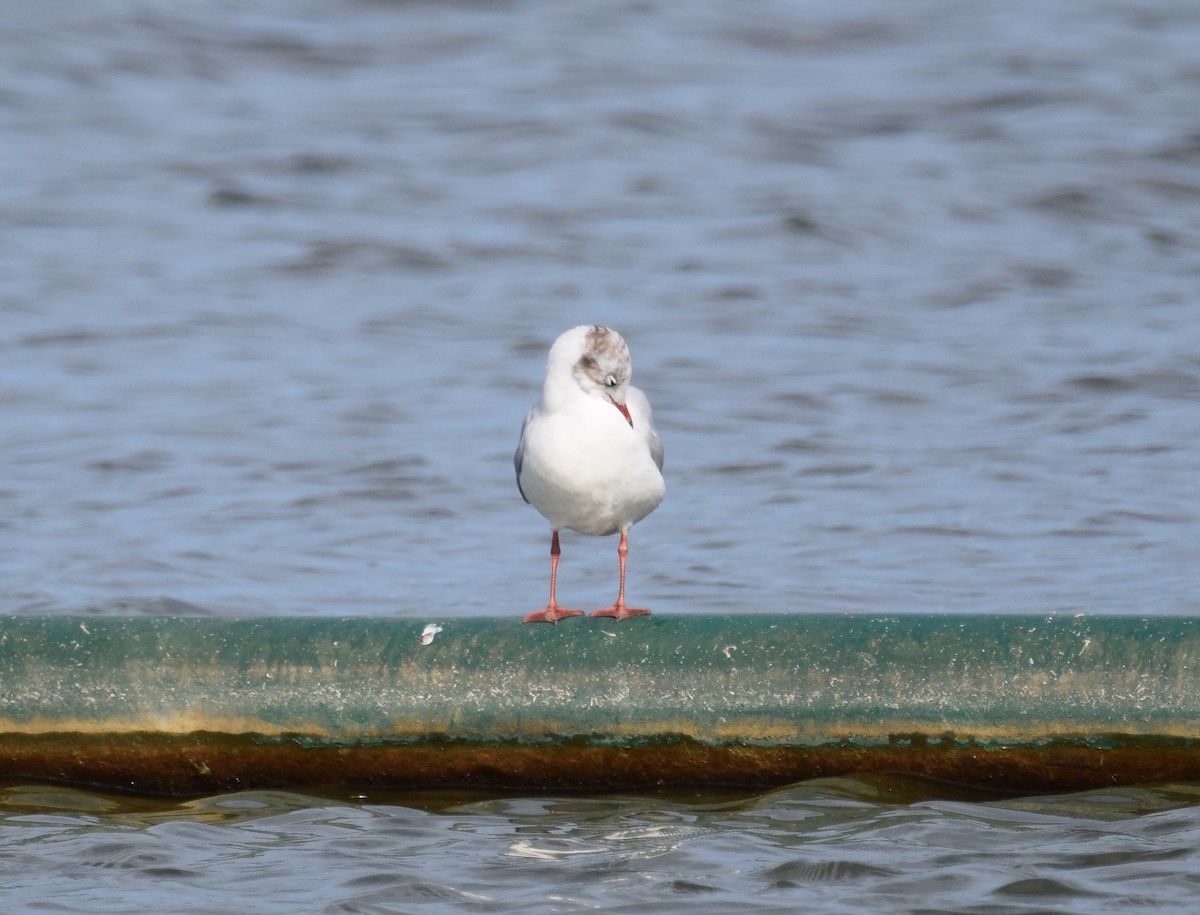 Black-headed Gull - ML256345731