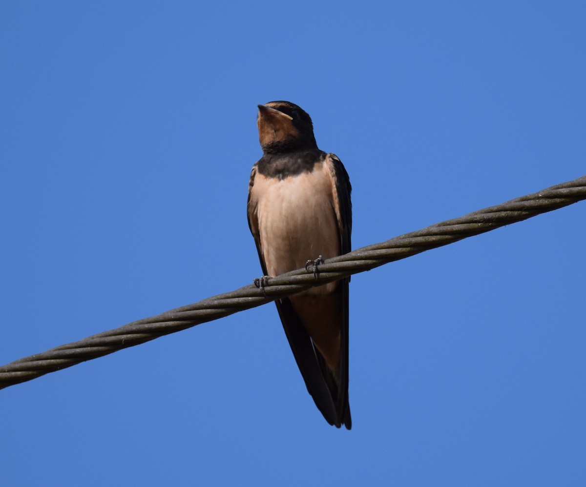 Barn Swallow (White-bellied) - ML256345841