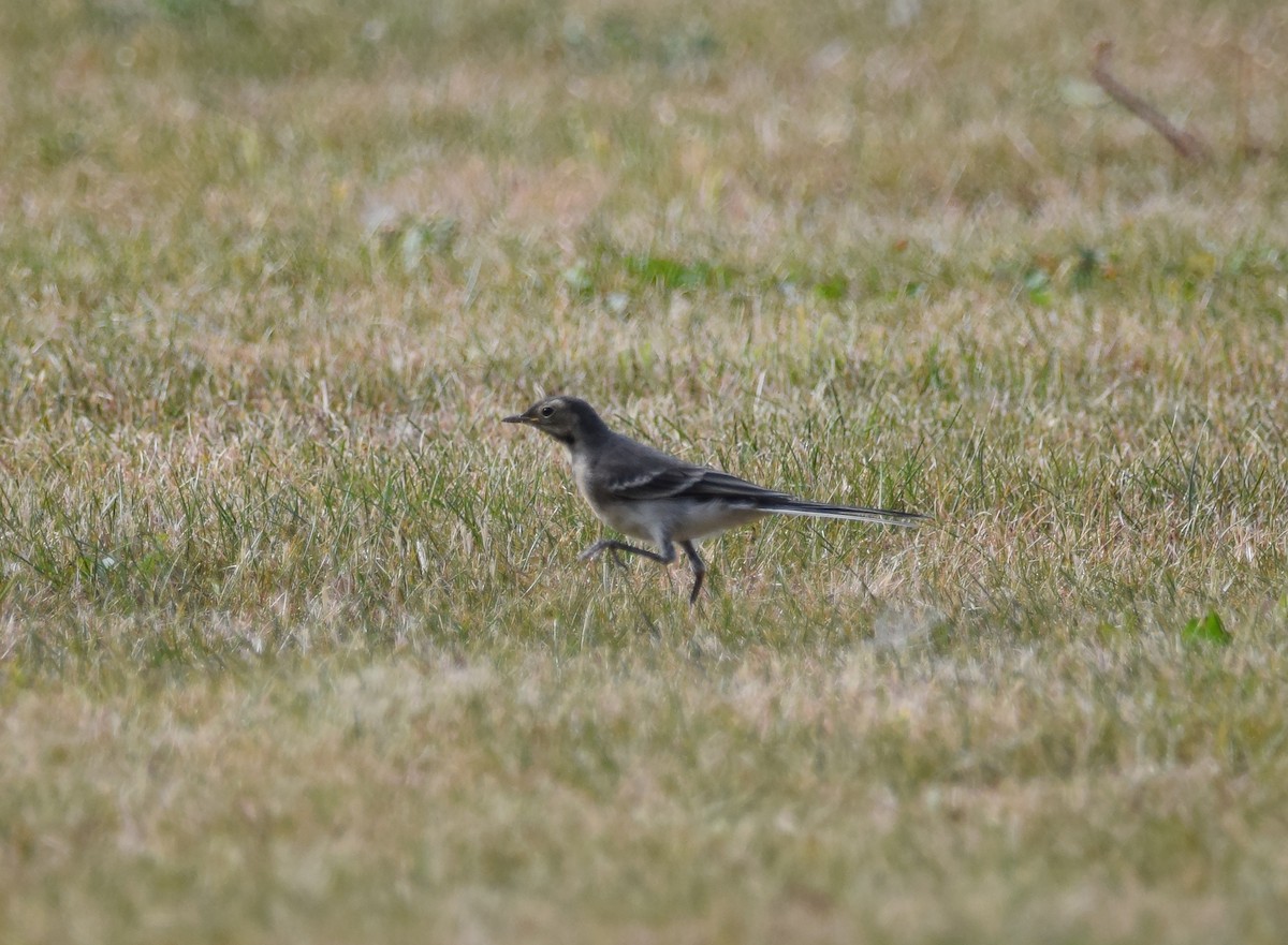 White Wagtail (British) - ML256345861