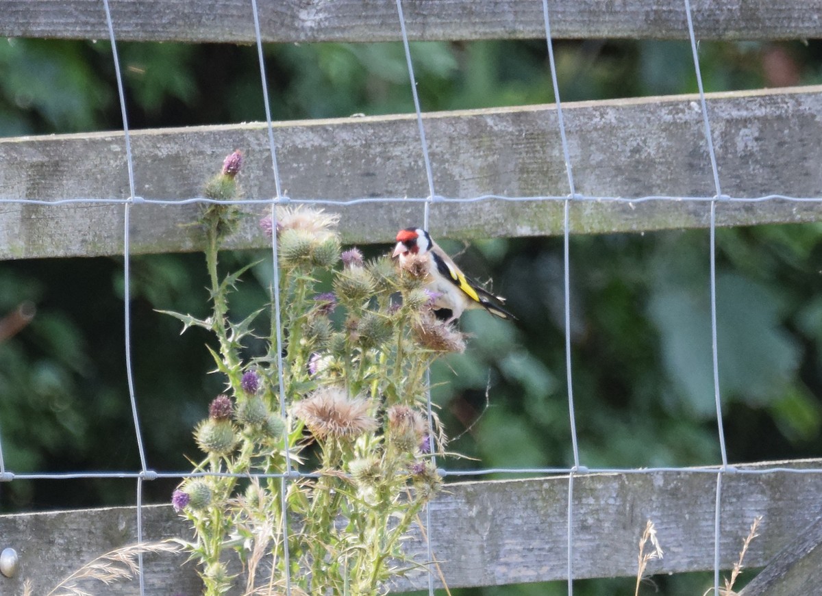 European Goldfinch (European) - ML256345881