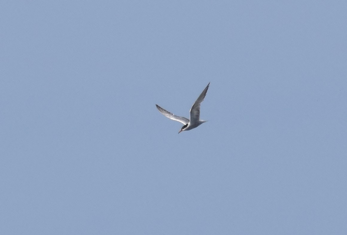 Common Tern - A Emmerson