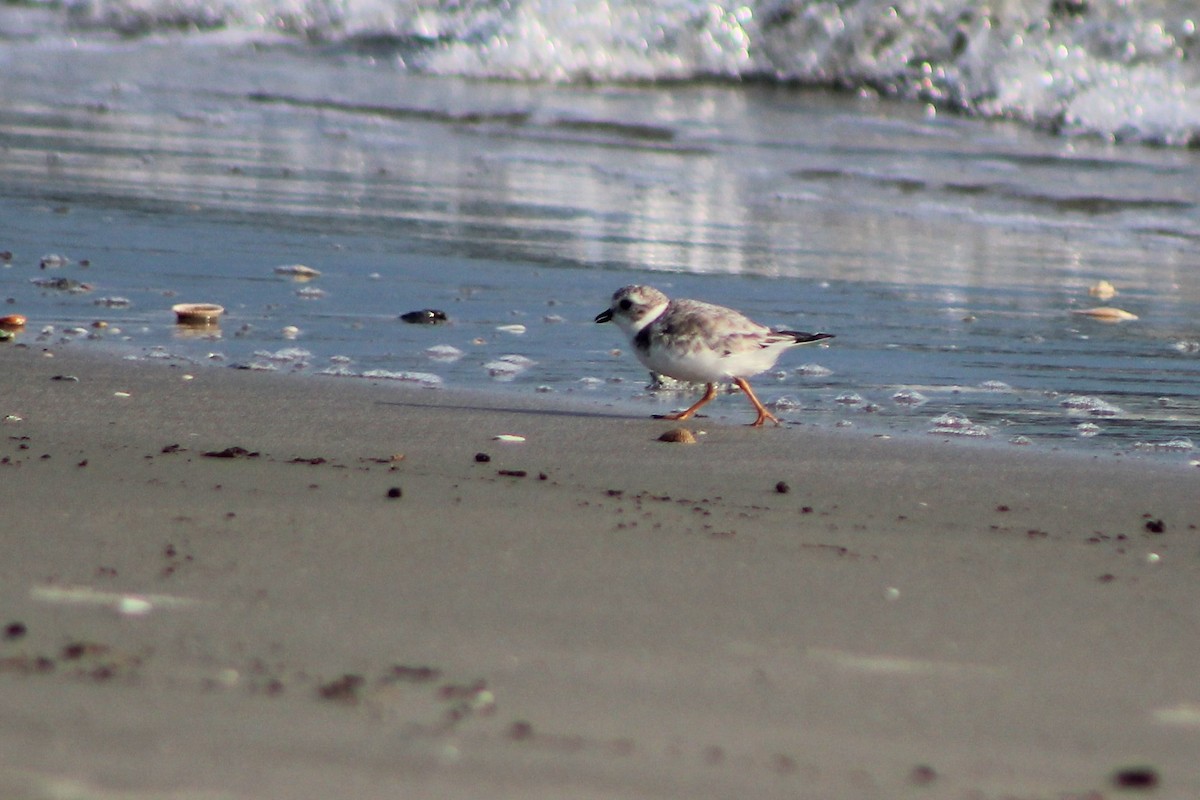 Piping Plover - ML256346721