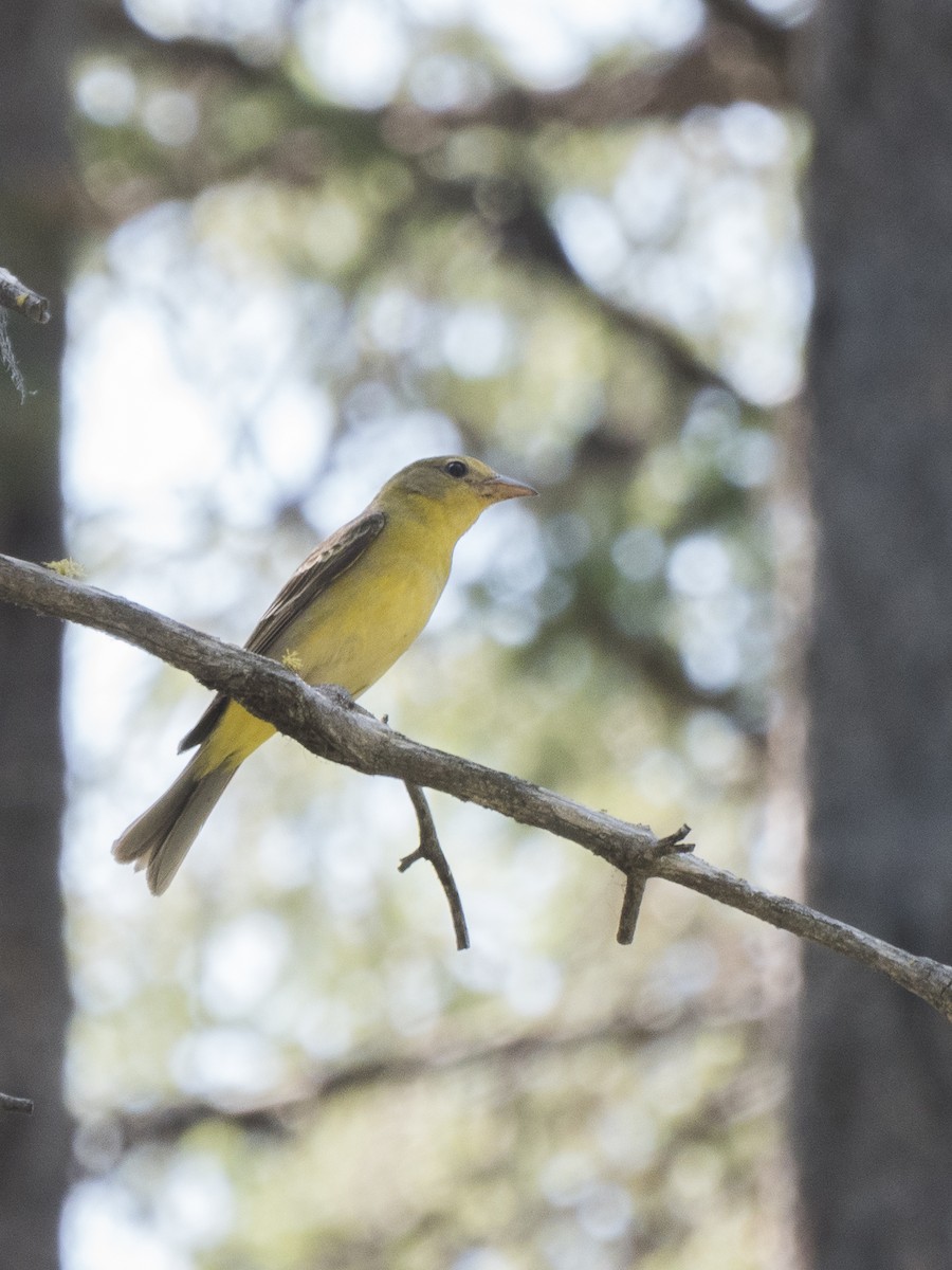 Western Tanager - Aidan Lorenz