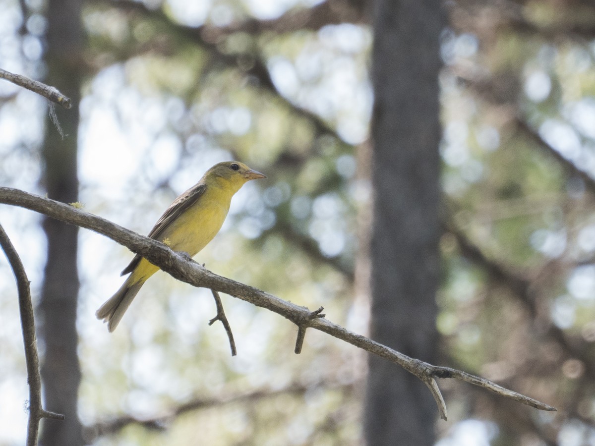 Western Tanager - Aidan Lorenz