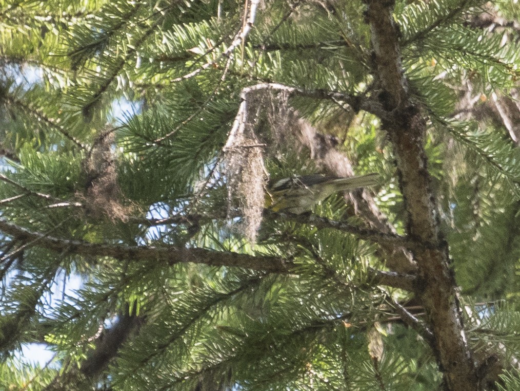 Townsend's Warbler - Aidan Lorenz