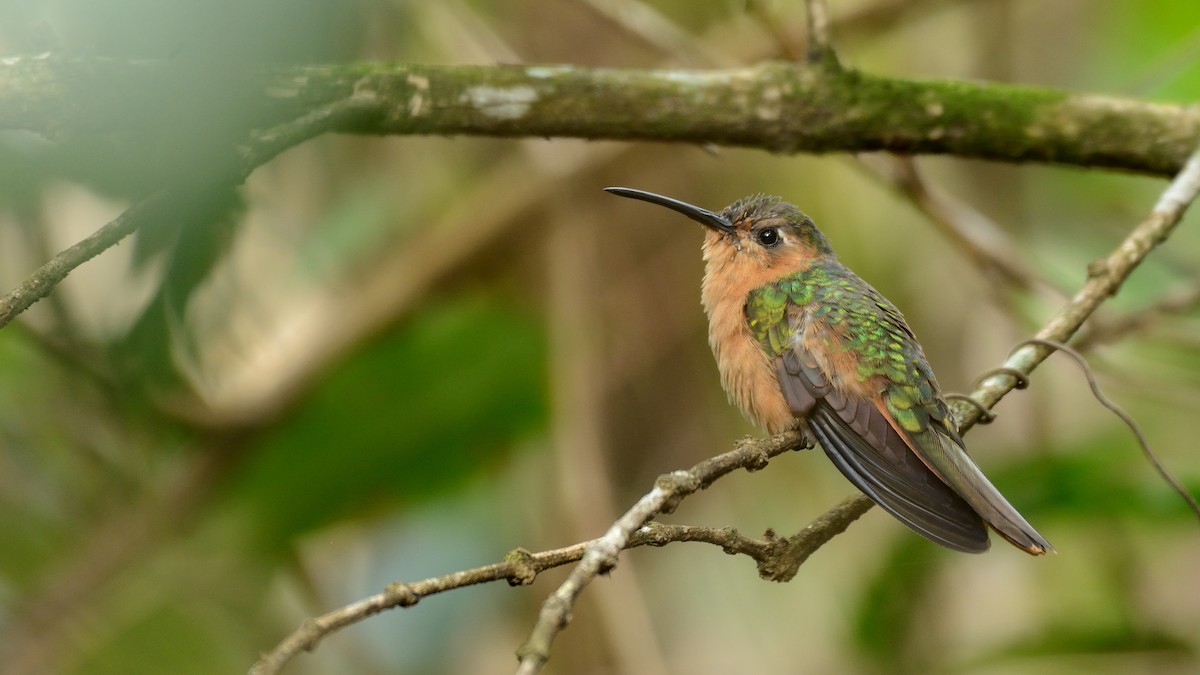 Rufous Sabrewing - Miguel Aguilar @birdnomad