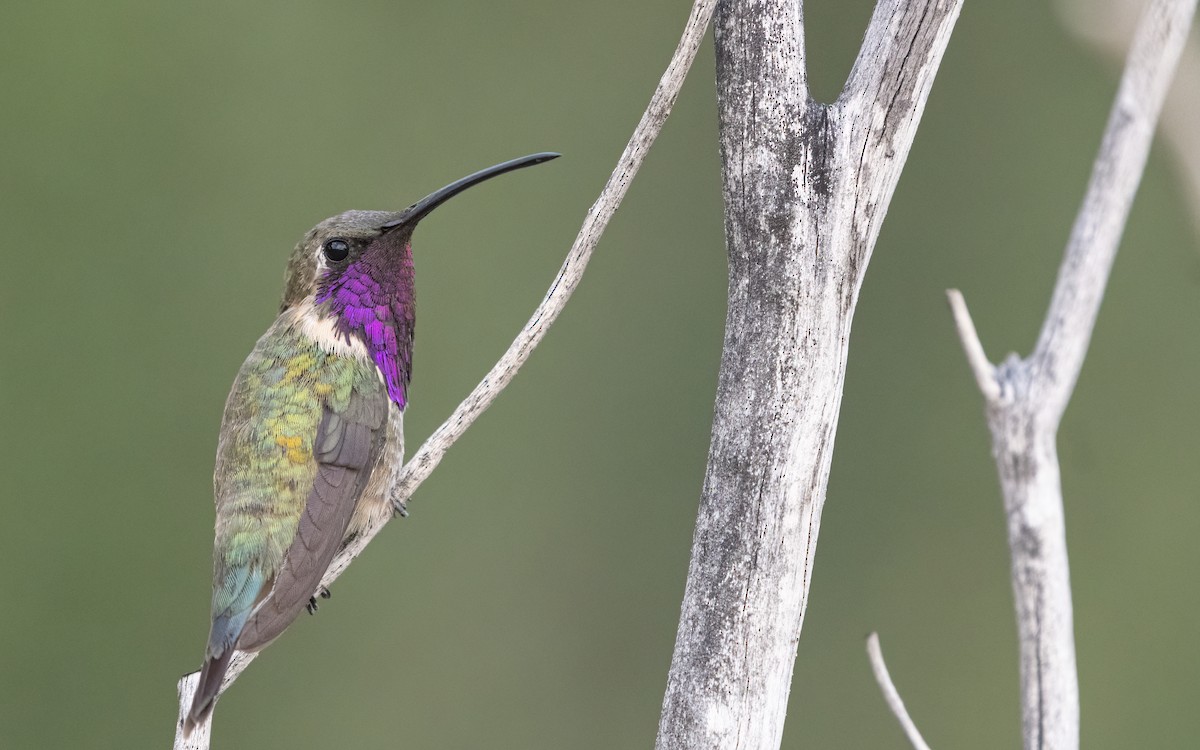 Lucifer Hummingbird - Bryan Calk