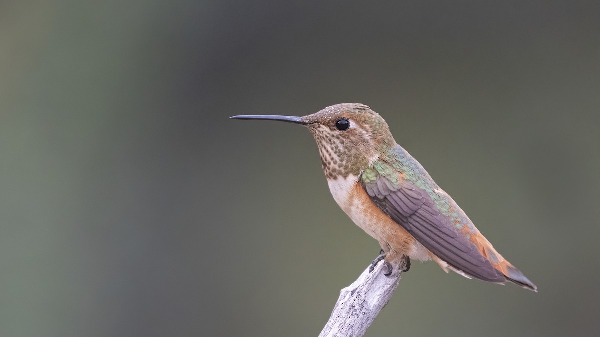 Rufous Hummingbird - Bryan Calk