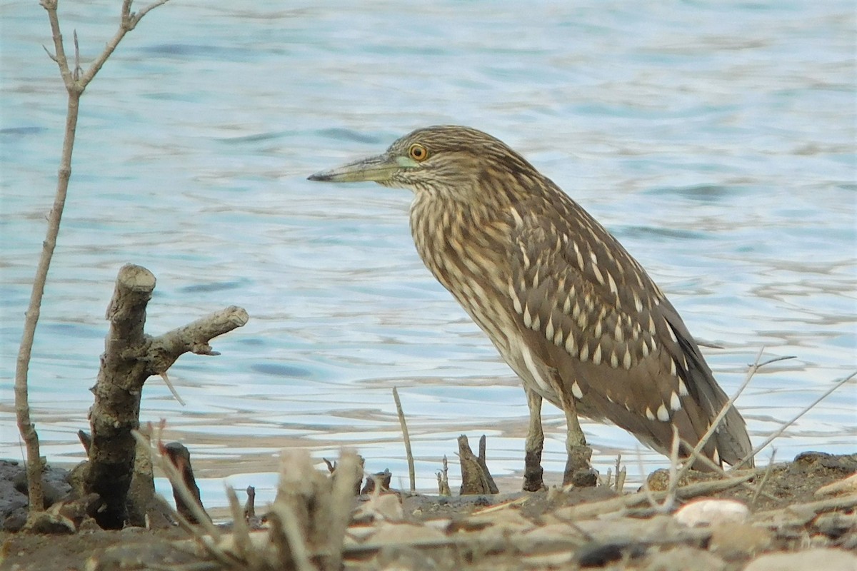 Black-crowned Night Heron - ML256351061