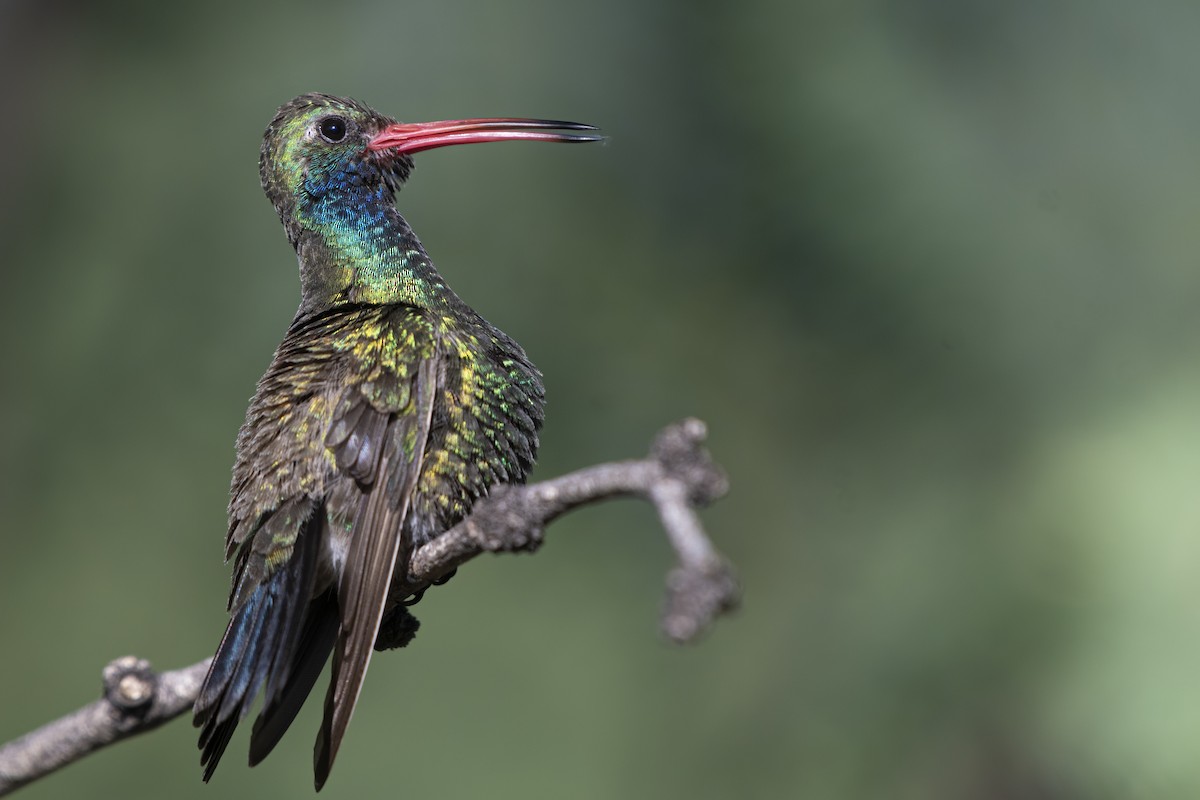 Broad-billed Hummingbird - ML256351411