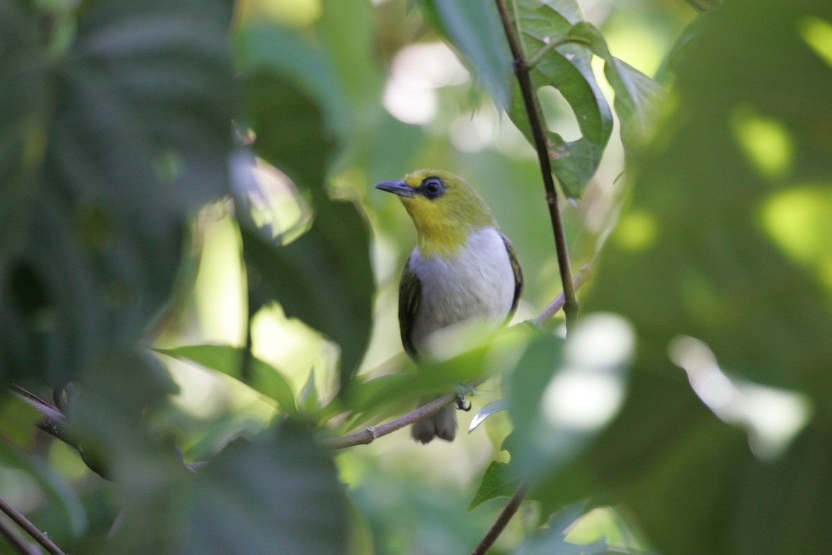 Black-ringed White-eye - Simon Colenutt