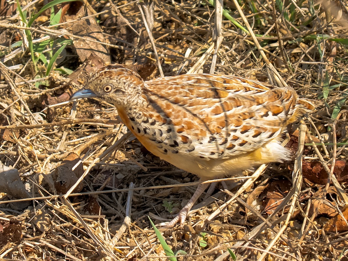 francolin/spurfowl sp. - Roland Bischoff