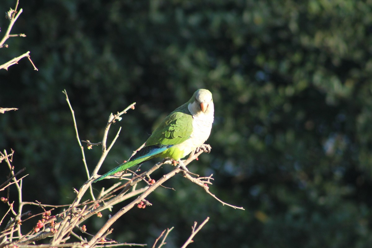 Monk Parakeet - ML256352151