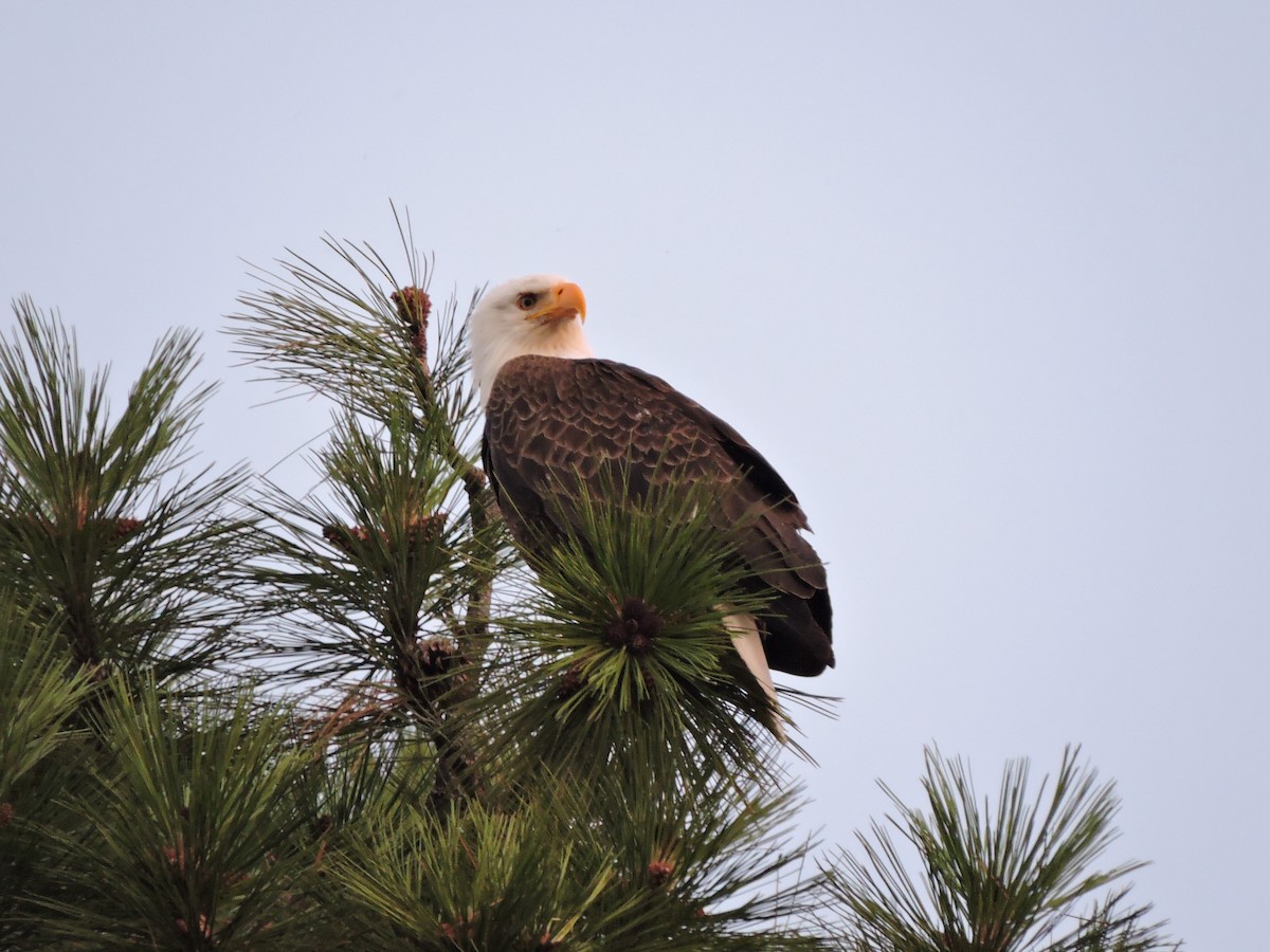 Bald Eagle - ML256353701