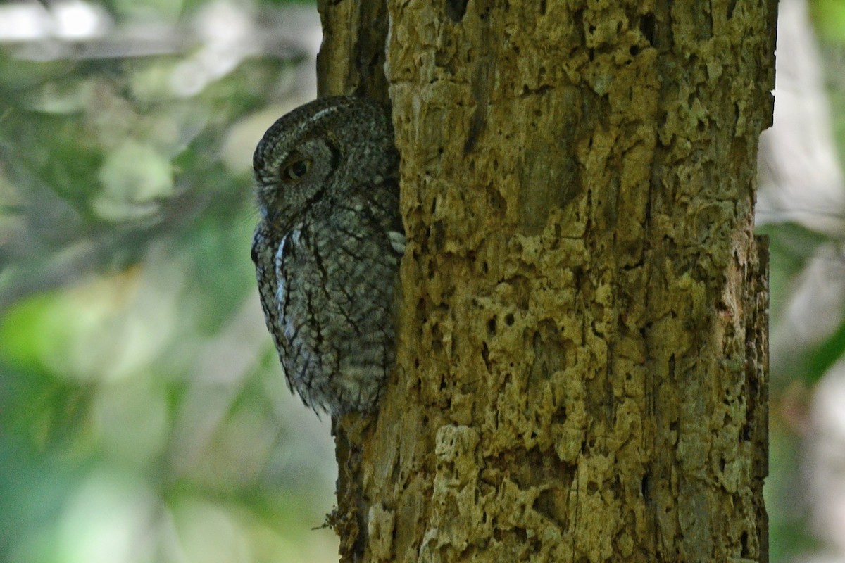 Eastern Screech-Owl - ML256354051