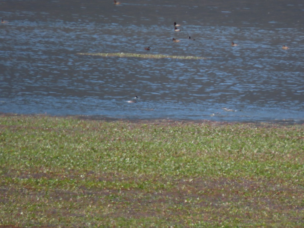 Western Grebe - ML256358441