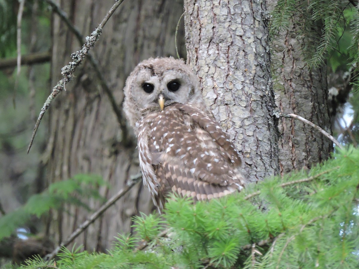 Barred Owl - Aaron Roberge