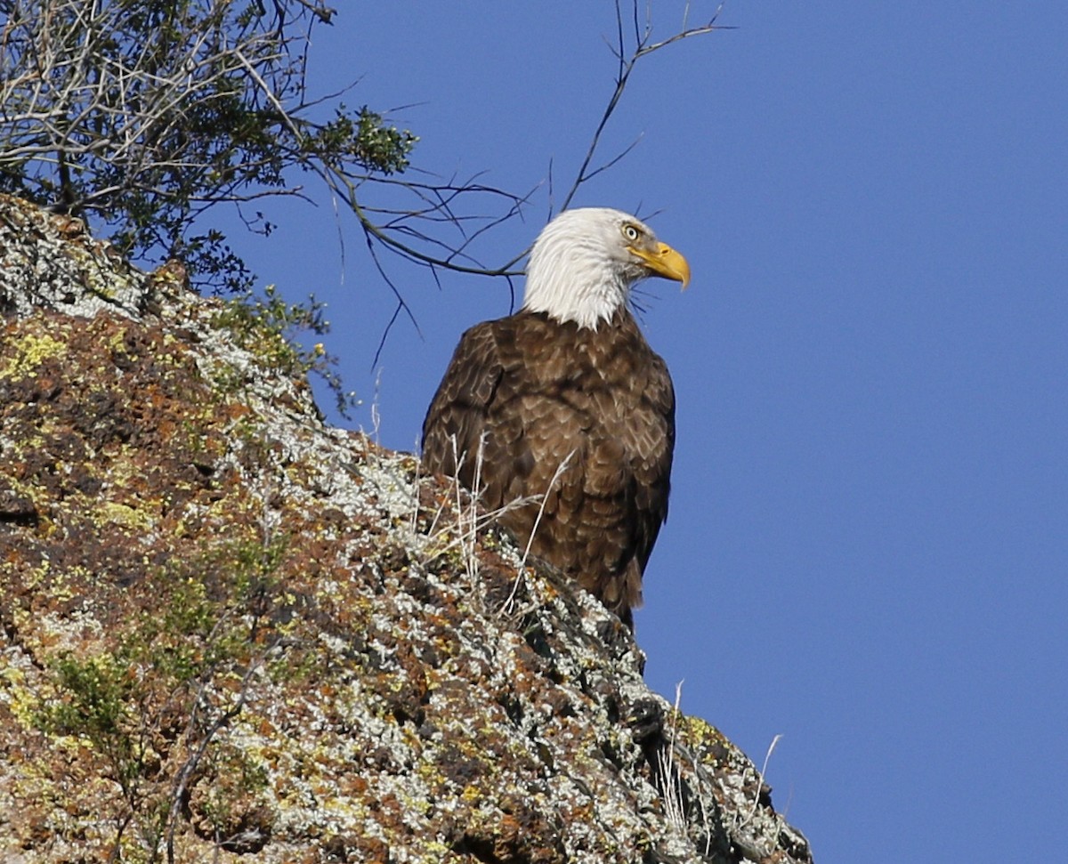 Bald Eagle - Laura Ellis